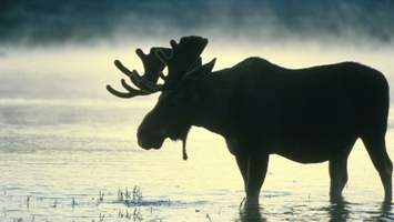 A moose
                  once bit my sister!